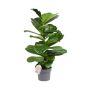 Lyyraviikuna Ficus Lyrata P24