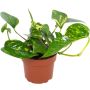 Kultaköynnös Epipremnum Aureum Marble Planet P12