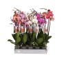 Perhoskämmekkä Phalaenopsis Mix 3-vanaa P12