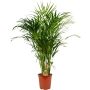 Kultapalmu Dypsis Lutescens P19