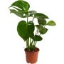 Peikonlehti Monstera Deliciosa P17