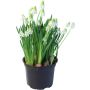 Helmililja Muscari Kotimainen valkoinen