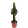 Pylvästyräkki Euphorbia Trigona P12