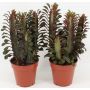 Pylvästyräkki Euphorbia Trigona P12