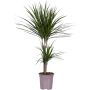 Reunustraakkipuu Dracaena Marginata P17