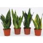 Anopinkieli Sansevieria Mix P12