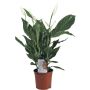 Viirivehka Spathiphyllum P17