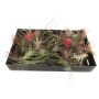 Tillandsia Mix