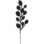 Koristeoksa eucalyptus 40 cm musta lajitelma