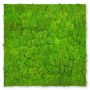 Seinäpaneeli Jangal Moss Bright Green 52 x 52 cm