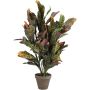 Silkkikasvi Ihmepensas Croton 73 cm