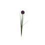 Silkkikasvi Allium oksa 80 cm violetti