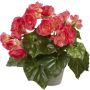 Silkkikasvi Begonia vaaleanpunainen