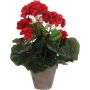 Silkkikasvi pelargonia 11,5 cm punainen