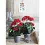 Silkkikasvi pelargonia 11,5 cm punainen