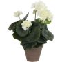 Silkkikasvi pelargonia P11,5 cm luonnonvalkoinen