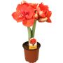 Amaryllis kotimainen 2-vanainen punainen