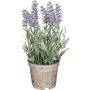 Silkkikasvi laventeli violetti 21,5 x 12 cm