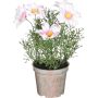 Silkkikasvi päivänkakkara pinkki 21,5 x 13 cm