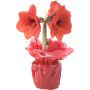 Amaryllis Kotimainen rondellassa 2 vanaa punainen