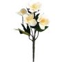 Silkkikasvi Jouluruusu Helleborus 35 cm