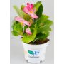 Kesäbegonia Kotimainen Ø 12 cm
