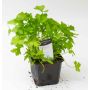 Lehtipersilja Kotimainen Ø 9 cm