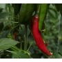 Chili Anaheim Kotimainen Ø 9 cm