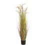Silkkikasvi Heinä ruukussa 150 cm