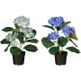 Silkkikasvi Hortensia sininen lajitelma