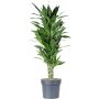Tuoksutraakkipuu Dracaena Deremensis Janetlind P24