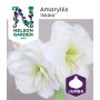 Amaryllis Nelson Garden Akiko