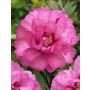 Jalopioni Paeonia Itoh Julia Rose