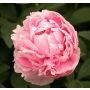 Jalopioni Paeonia Itoh Julia Rose