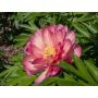 Jalopioni Paeonia Itoh Julia Rose