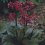 Herttavuorenkilpi Bergenia Cordifolia Winterglut