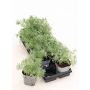 Ohotanmaruna Artemisia schmidtiana Nana