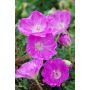 Verikurjenpolvi Geranium Sanguineum Max Frei