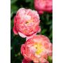 Jalopioni Paeonia Pink Hawaiian Coral
