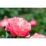 Jalopioni Paeonia Pink Hawaiian Coral