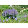 Iisoppi Agastache Blue Fortune