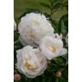Jalopioni Paeonia Gardenia C4