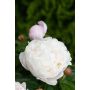 Jalopioni Paeonia Gardenia C4