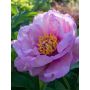 Jalopioni Paeonia Itoh First Arrival C9