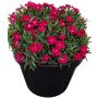 Neilikka Dianthus Sherise