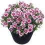 Neilikka Dianthus Keylee
