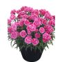 Neilikka Dianthus Odessa Twiggy P12