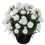 Neilikka Dianthus Odessa Pure White P12