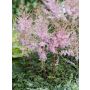 Sulkajaloangervo Astilbe simplicifolia Hennie Graafland