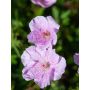 Verikurjenpolvi Geranium Sanguineum Apple Blossom